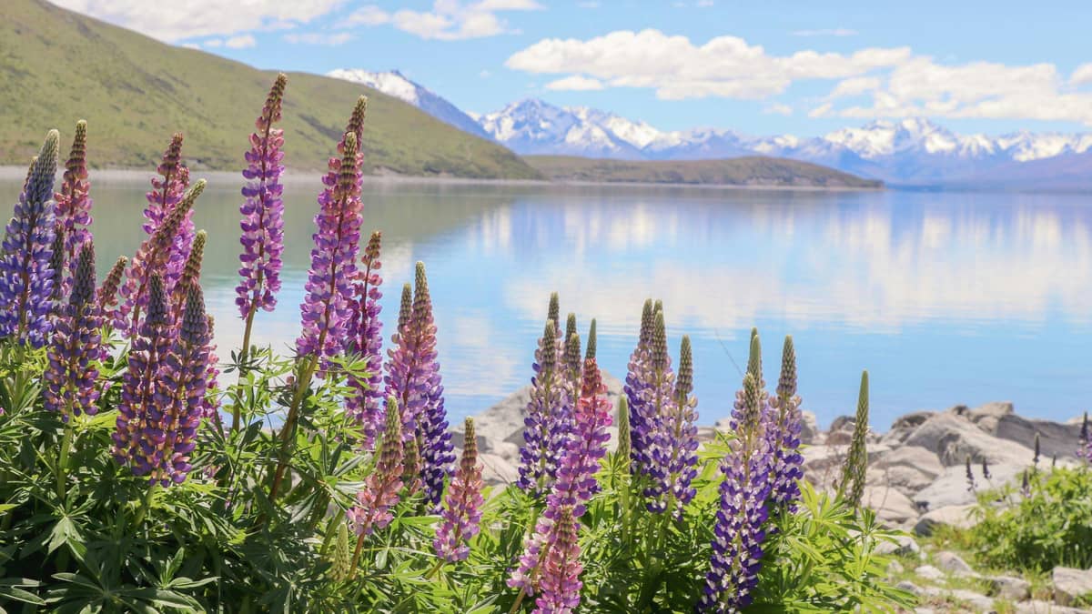 Lake Tekapo – Scenic Lakes & Stargazing